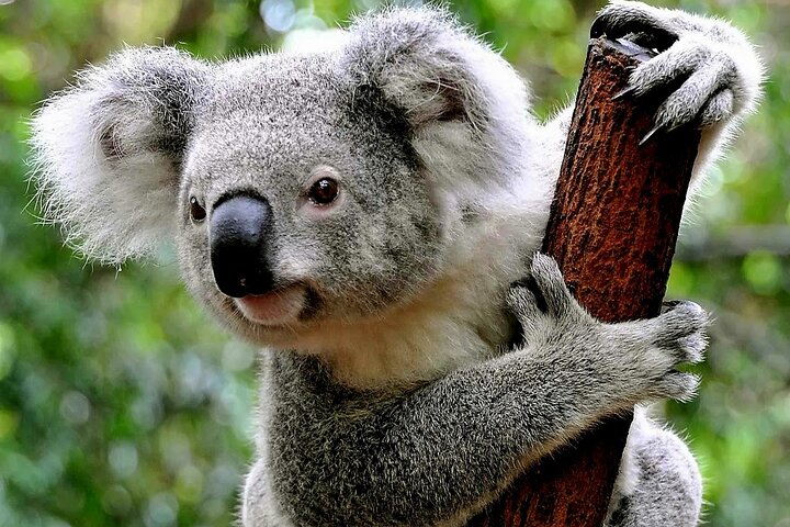 a close up of a koala